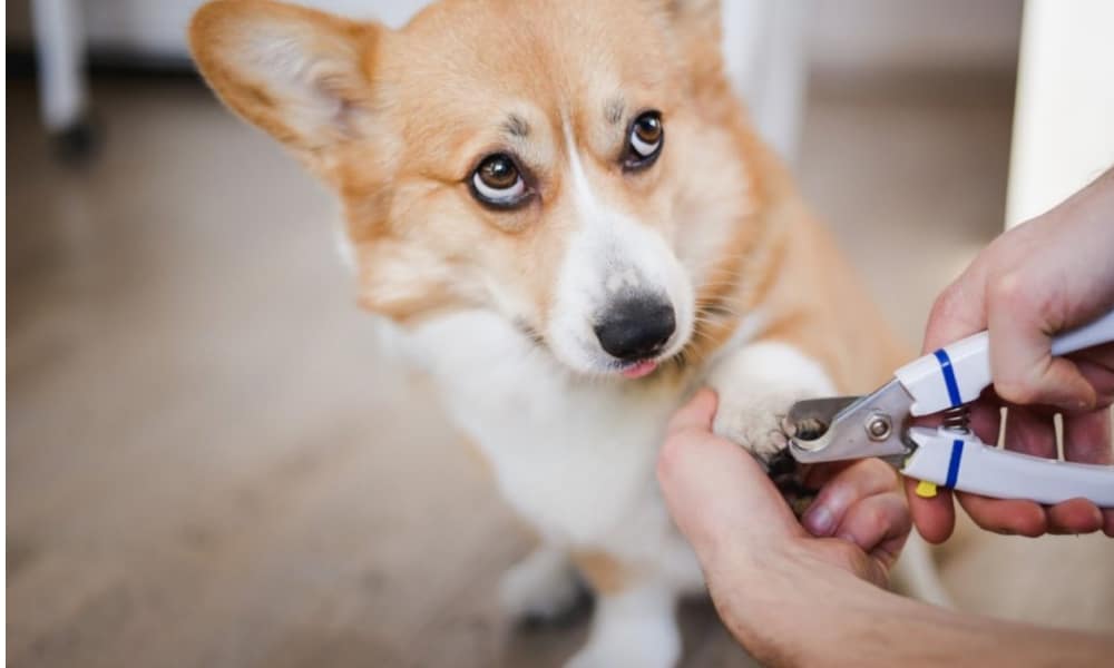 Fully Automatic Pet Nail - Hot Sale 50% Off