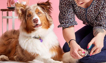 Fully Automatic Pet Nail - Hot Sale 50% Off